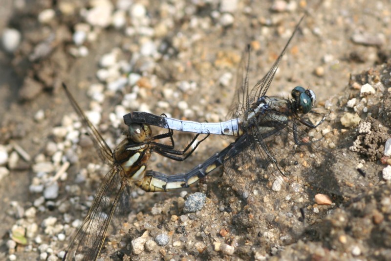 b0088772_2153784.jpg