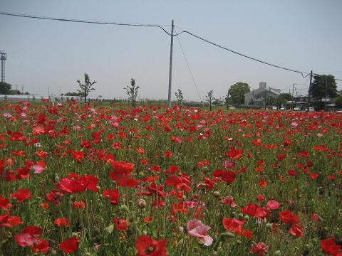 b0032079_23433115.jpg