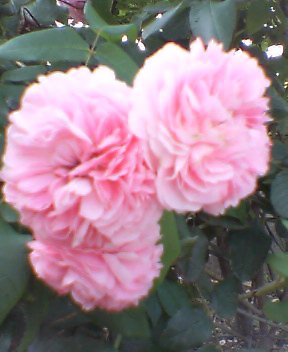 a0042393_13564723.jpg