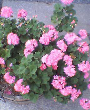 a0042393_13592438.jpg