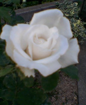 a0042393_1410217.jpg