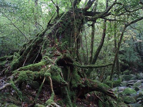 e0106098_1813352.jpg