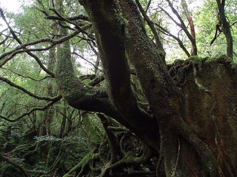 e0106098_1830447.jpg