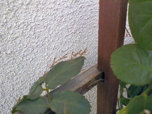 c0056903_13333322.jpg