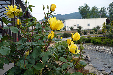 e0099905_17244259.jpg