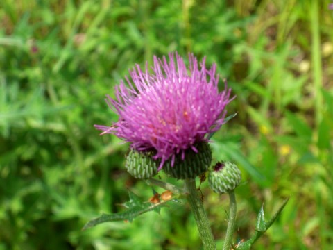 d0007913_172756.jpg