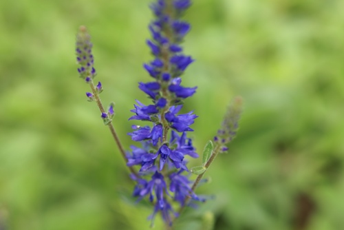 c0042418_843144.jpg