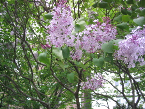 e0111220_18304379.jpg