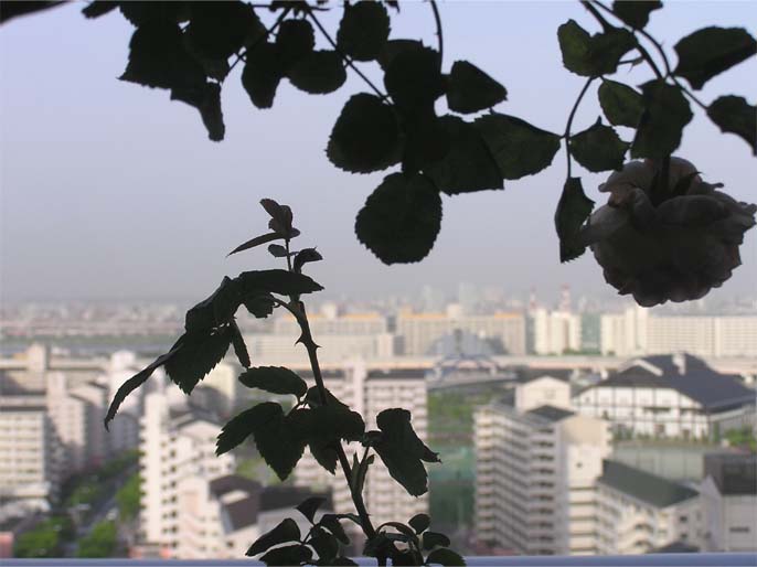 f0128723_201488.jpg