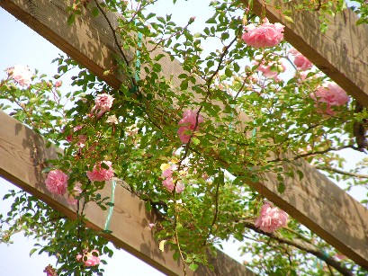 f0002833_9181897.jpg
