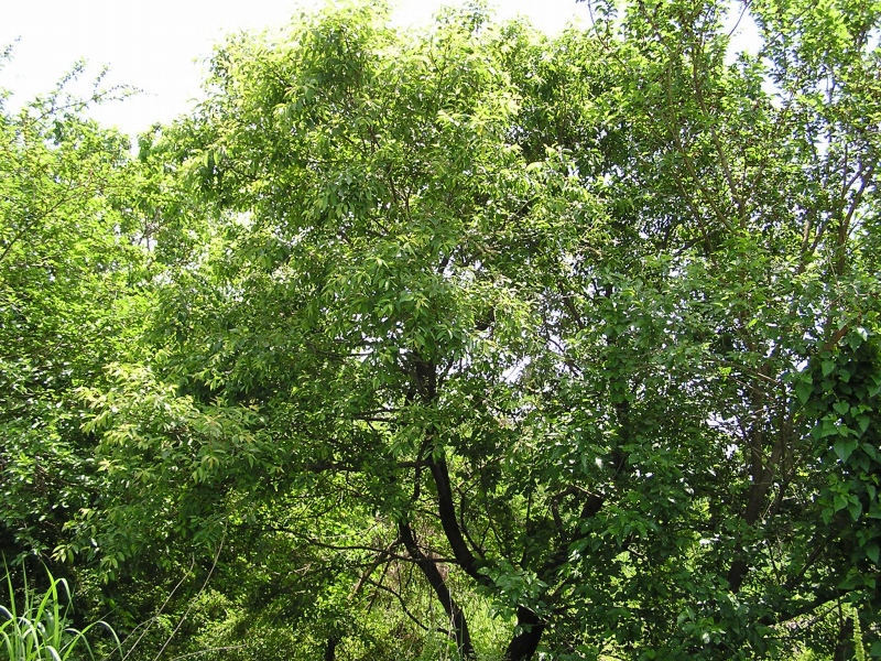 b0099538_836034.jpg