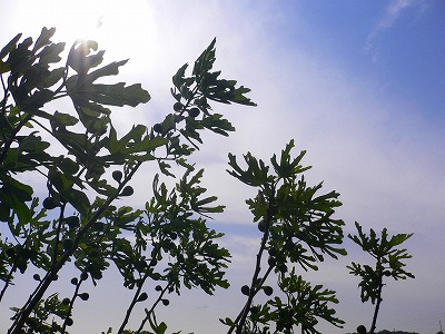 c0035843_2382924.jpg