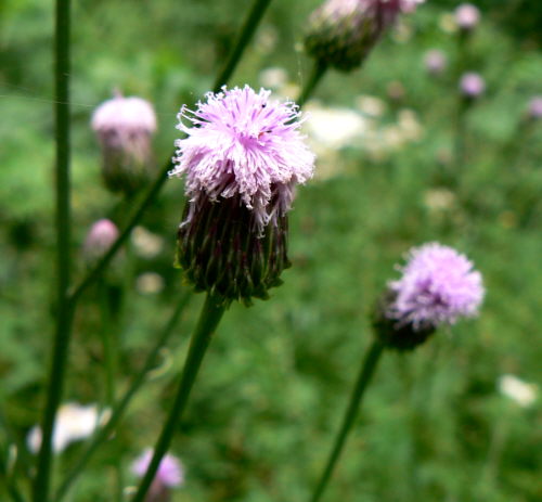 d0091754_342944.jpg