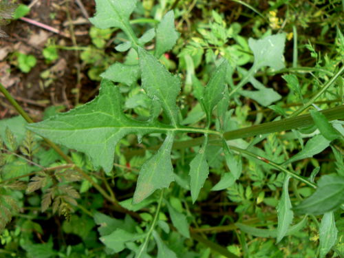 d0091754_384989.jpg