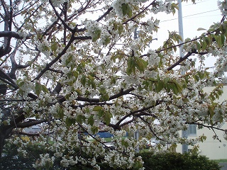 e0004756_2048696.jpg