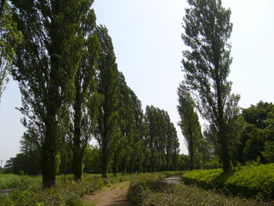 b0045357_848585.jpg