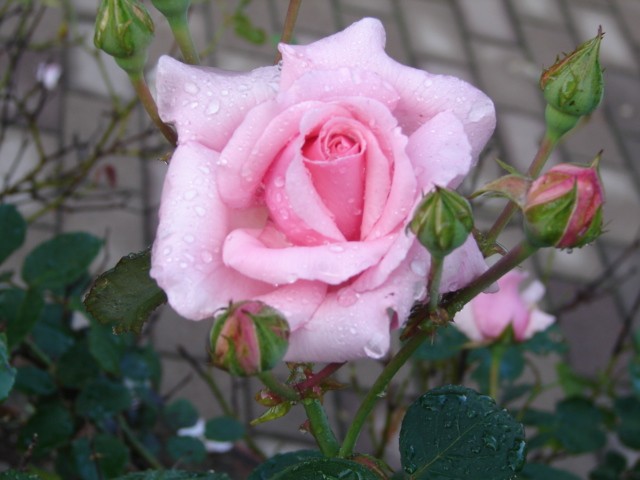 b0061261_10101745.jpg