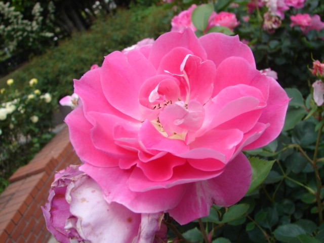 b0061261_10112076.jpg