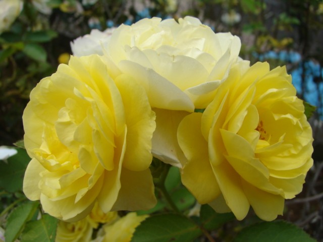 b0061261_10134951.jpg