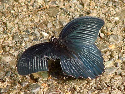 a0009666_743226.jpg