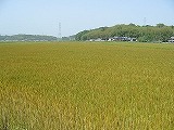 e0041168_858435.jpg