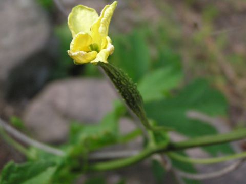 c0042869_18275750.jpg