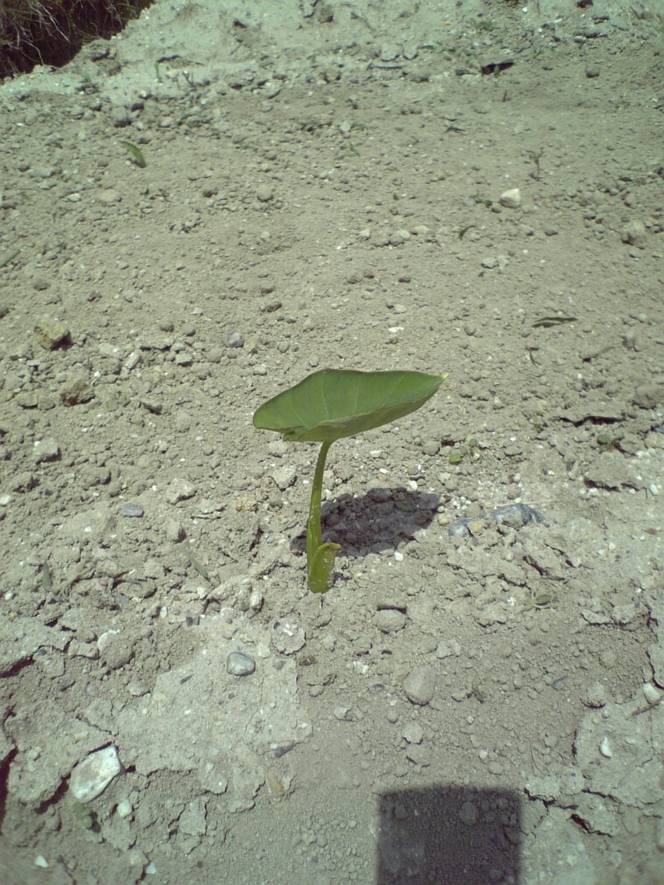 c0124776_6181388.jpg