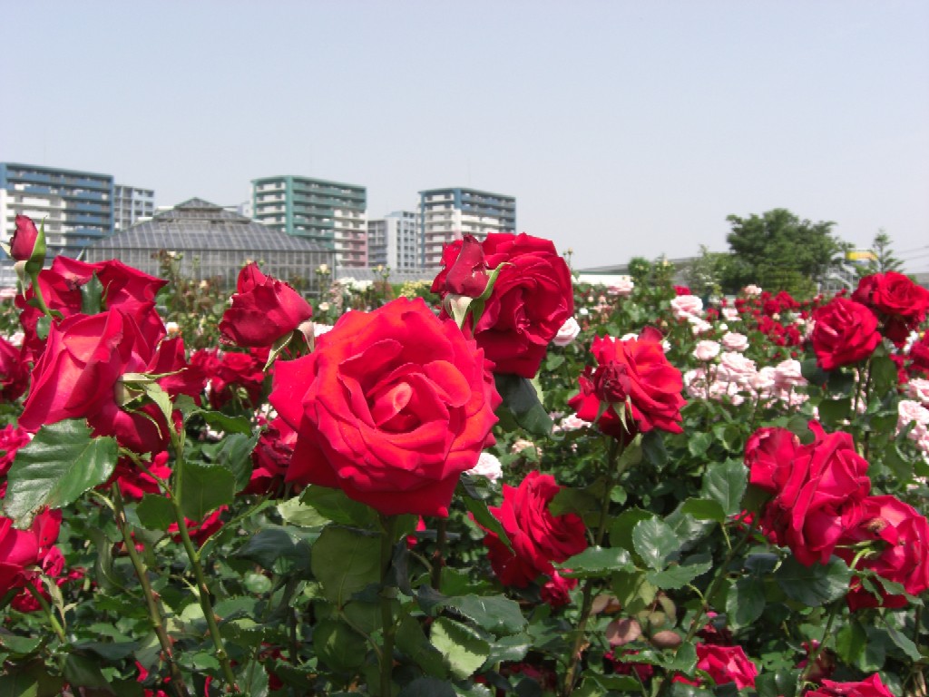 e0027681_2131494.jpg