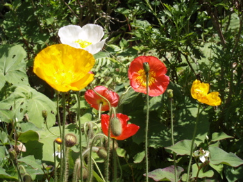 f0130894_2337355.jpg