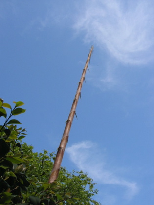 d0085939_22484582.jpg