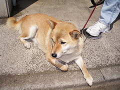 c0123149_15232255.jpg