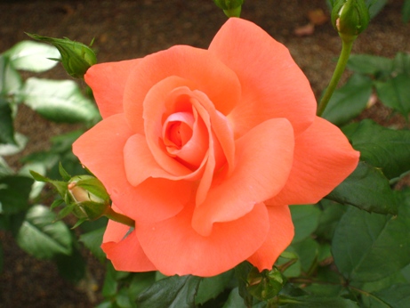 b0003650_21521086.jpg