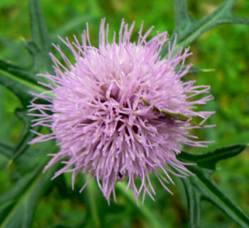 d0091754_18302254.jpg