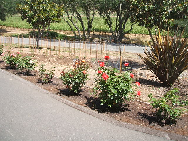 c0115366_0474482.jpg
