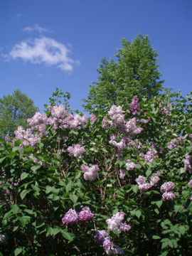 e0114371_1553574.jpg