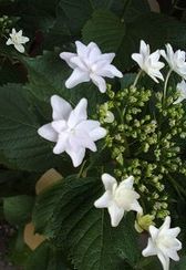 e0082098_20144131.jpg