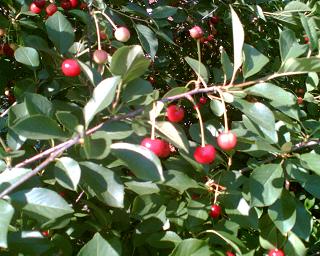f0021504_3102842.jpg