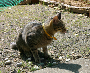 a0041108_9115172.jpg