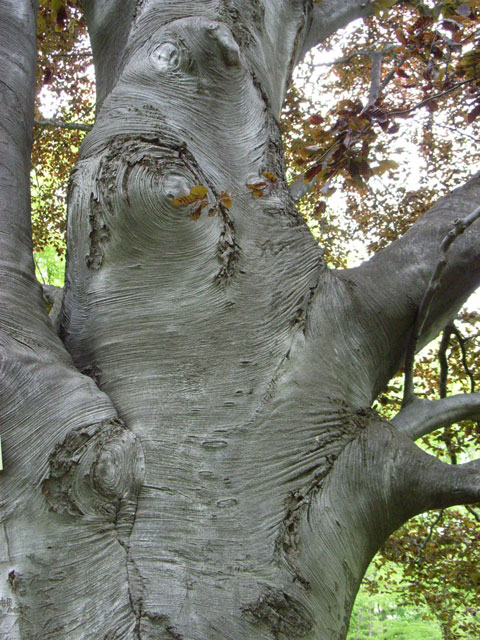 e0049318_1514486.jpg