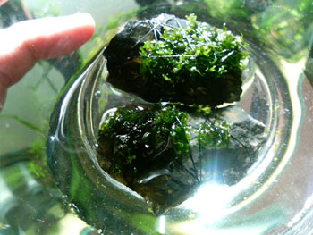c0095824_22355226.jpg