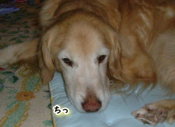 f0054731_23535441.jpg