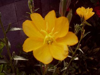 d0093936_10534546.jpg