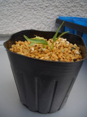 e0020945_18395410.jpg
