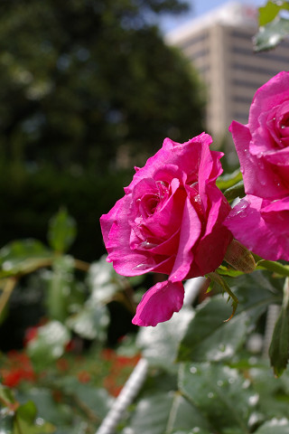 f0094045_20221313.jpg