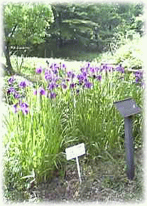 c0025852_1737170.gif
