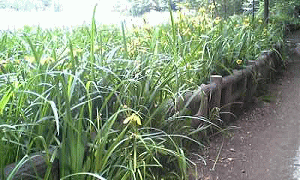 c0025852_173726100.gif