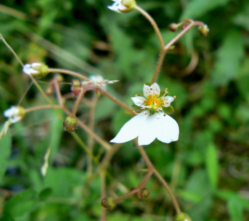 d0091754_4373214.jpg