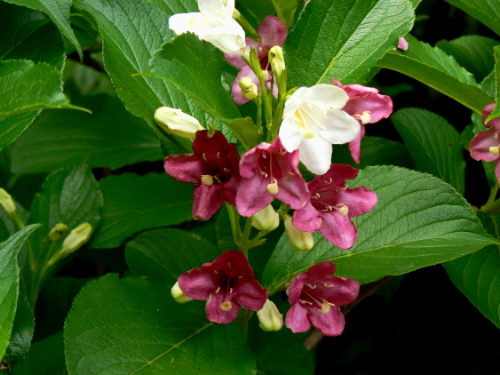 d0091754_545213.jpg
