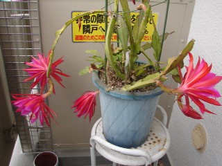 b0061261_9504429.jpg