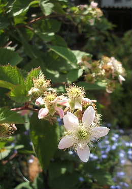 e0086864_21554974.jpg